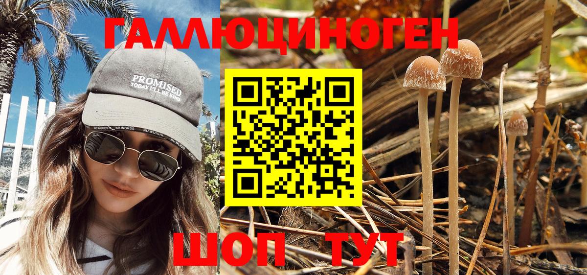 Саяногорск  Галлюциногенные грибы Psilocybine cubensis  Вход с VPN 